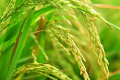 糧食重金屬檢測(cè)儀多少錢一臺(tái)？